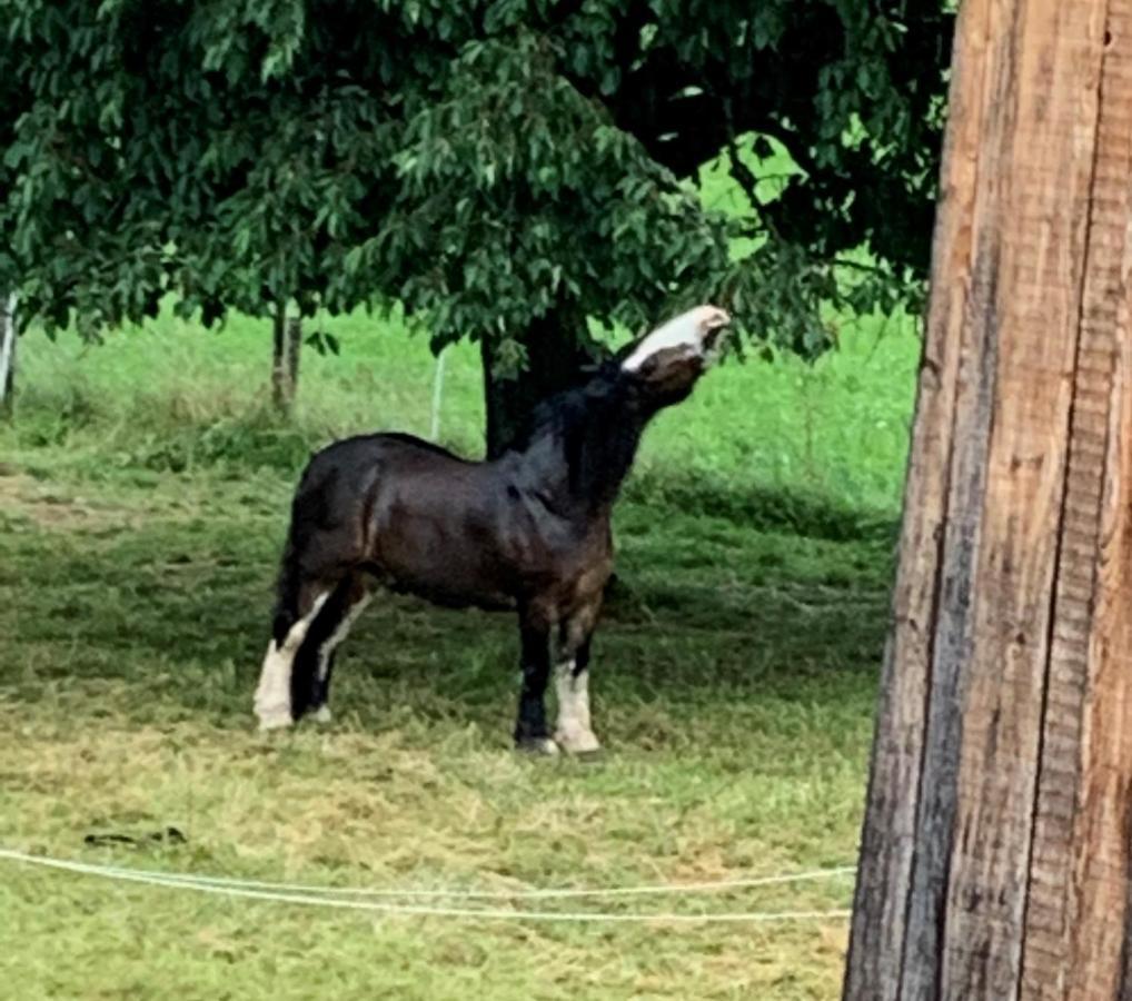 Au Pre Des Chevaux Bed & Breakfast ชาโต-เด ภายนอก รูปภาพ