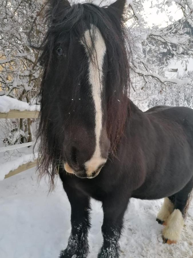 Au Pre Des Chevaux Bed & Breakfast ชาโต-เด ภายนอก รูปภาพ